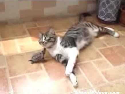 Turtle Loves Cat, Cat Doesn't Love Back Turtle Loves Cat, Cat Doesn't Love Back